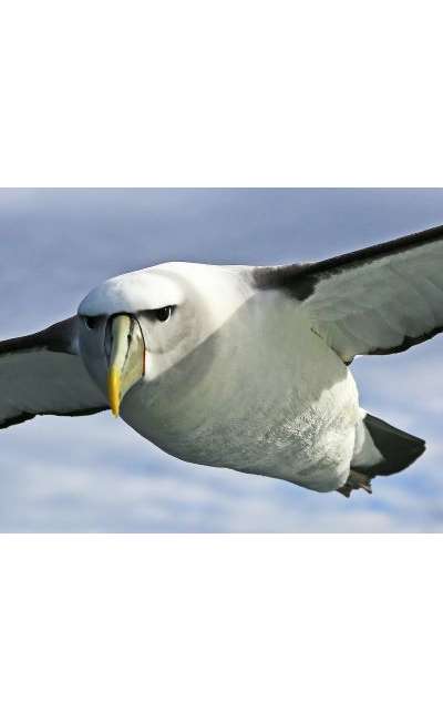 Image de couverture de Albatros, écriture de haut vol (Poésies)