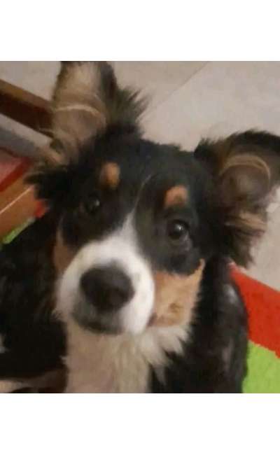 Image de couverture de Il faut sauver Bounty !