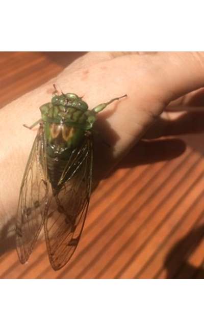 Image de couverture de Court circuit