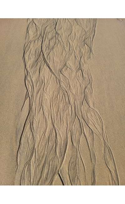 Image de couverture de Pétrichor