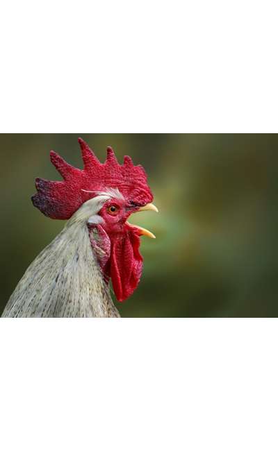 Image de couverture de La voix du poulet