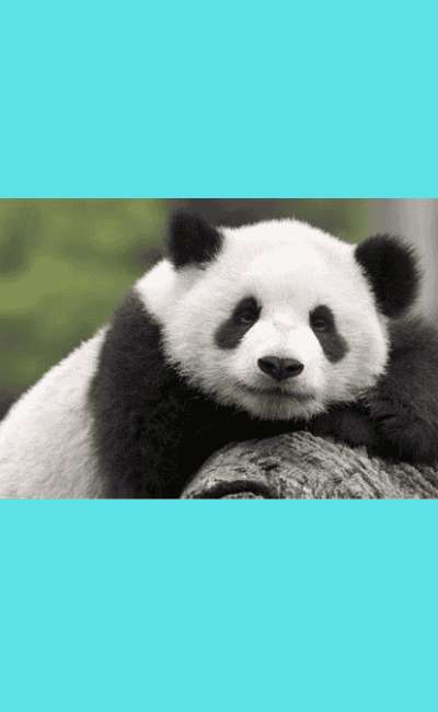 Image de couverture de Recueil — Haïkus — Senryū