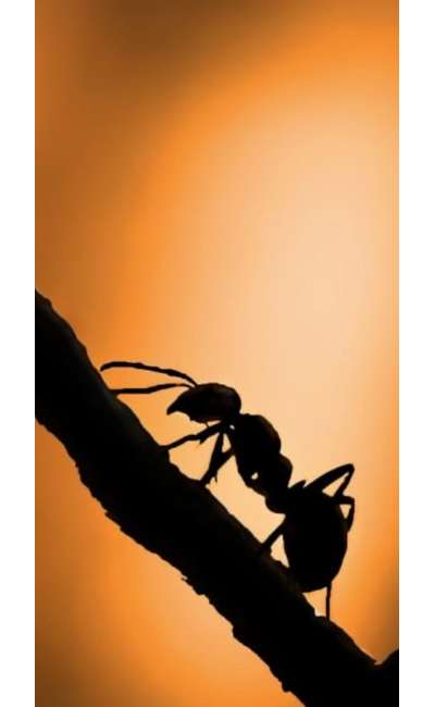 Image de couverture de L'arbre à fourmis