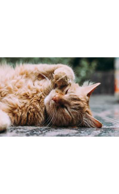 Image de couverture de Chat