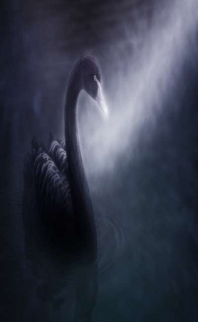 Image de couverture de Le Cygne noir de Versailles