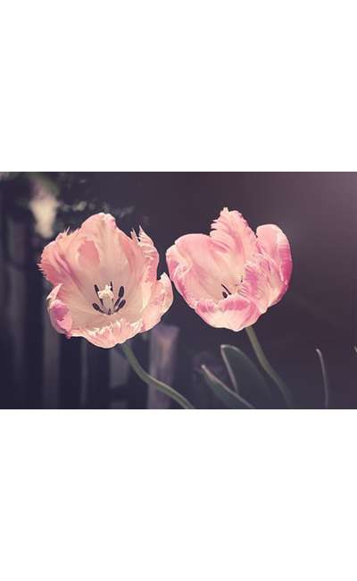 Image de couverture de Ce que les plantes ont à nous dire ?