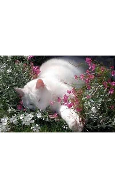 Image de couverture de Le chat des villes