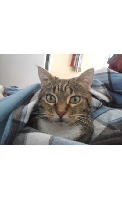 Image de couverture de Writober 2019 , aujourd'hui : Chat alors !