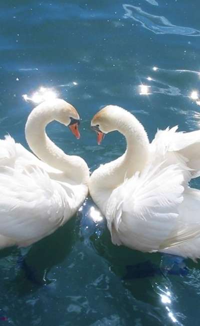 Image de couverture de Les cygnes de l'amour