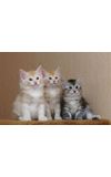 Image de couverture de trois p'tit chat pas toi