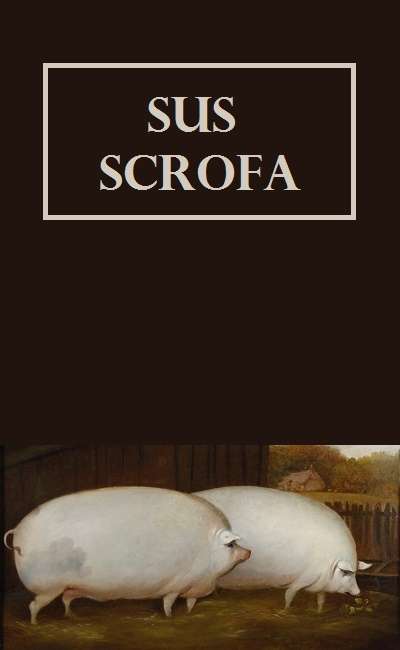 Image de couverture de Sus scrofa