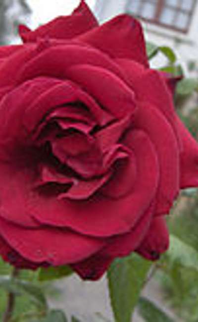 Image de couverture de Anorexie d'amour