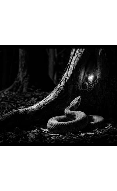 Image de couverture de Le Serpent et la Luciole, ou la censure