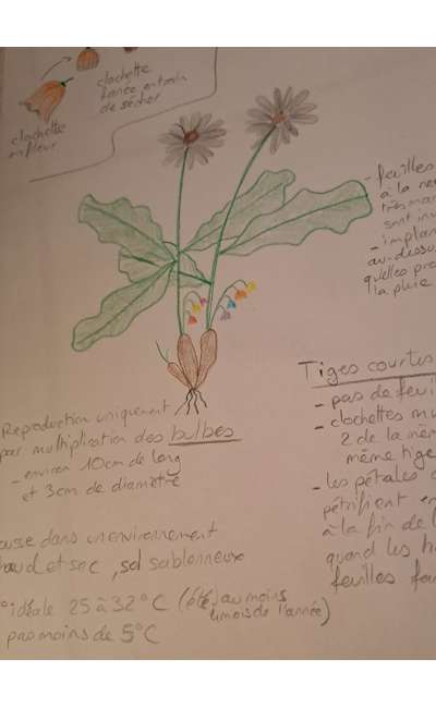 Image de couverture de I.A.