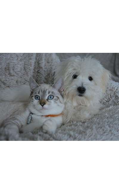 Image de couverture de petit homage pour mes animaux