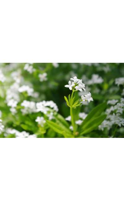 Image de couverture de A l'orée de la forêt