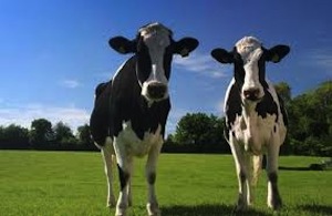 Cows