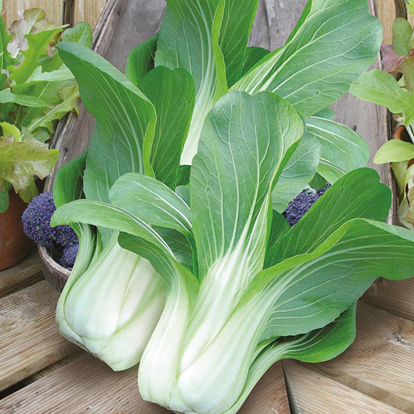 Pak Choi Yuushou F1 Seeds from Mr Fothergill's Seeds and Plants