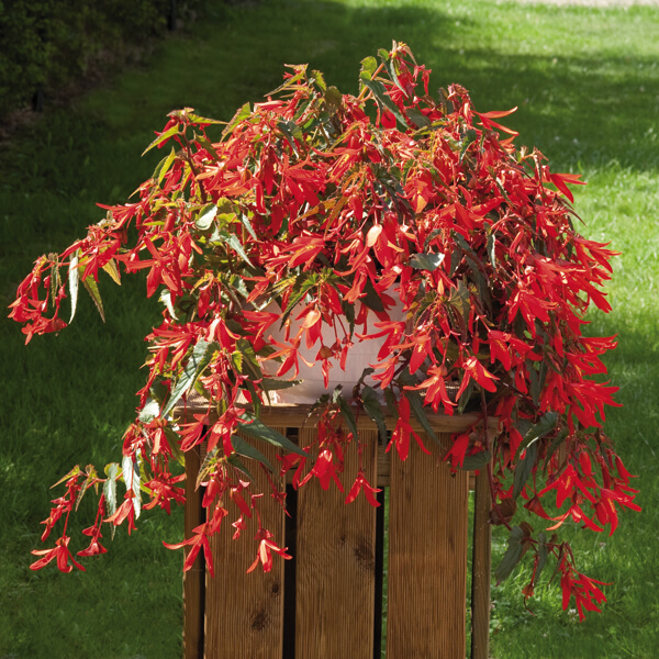 Begonia Santa Cruz Sunset F1 Plants from Mr Fothergill�s