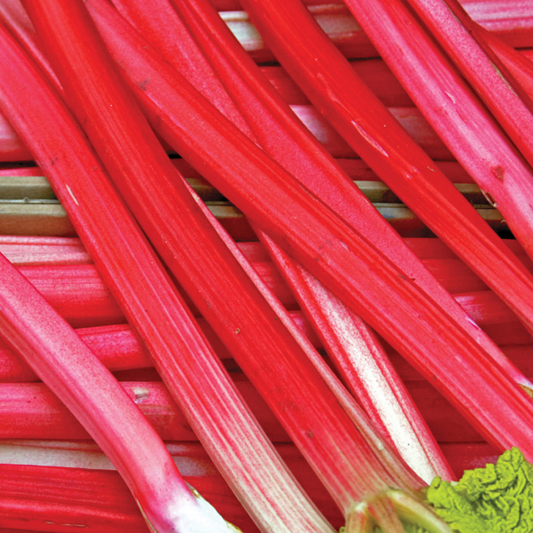 Rhubarb Raspberry Red from Mr Fothergill's Seeds and Plants
