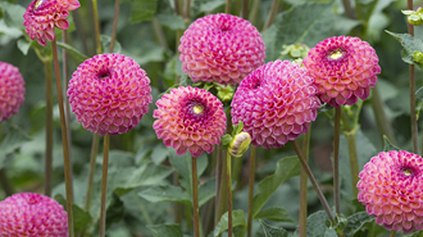 Dahlia Burlesca Dahlia Burlesca