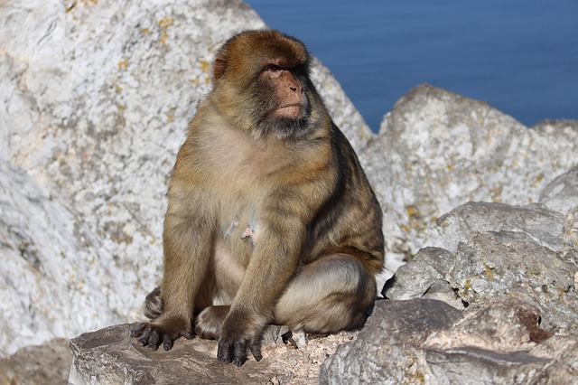 About Gibraltar