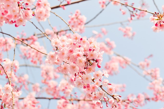 About Japan