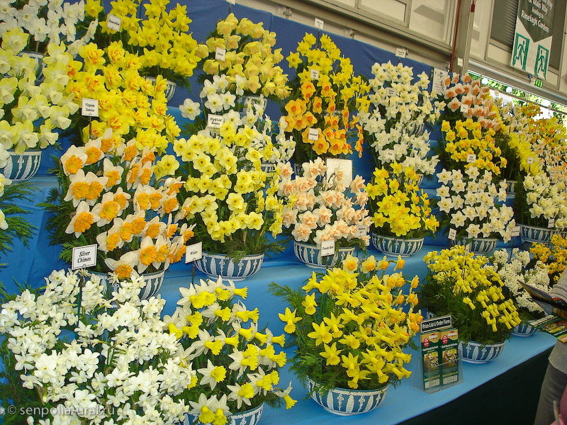 Выставка Челси 2011