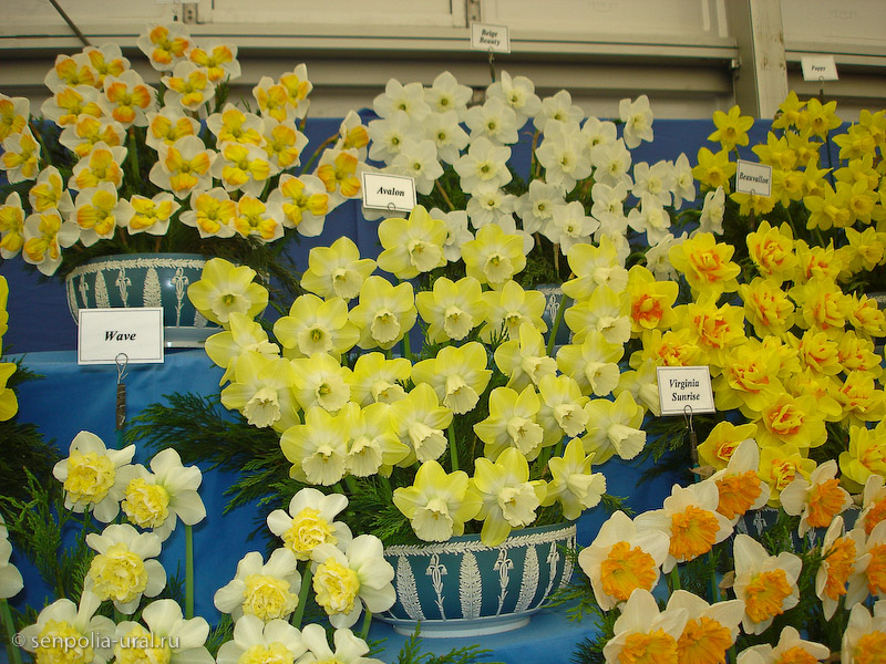 Выставка Челси 2011