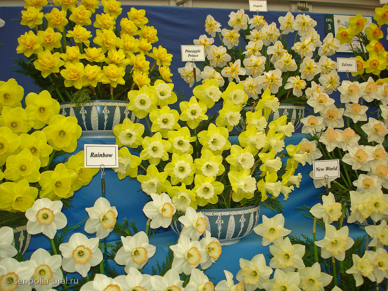 Выставка Челси 2011