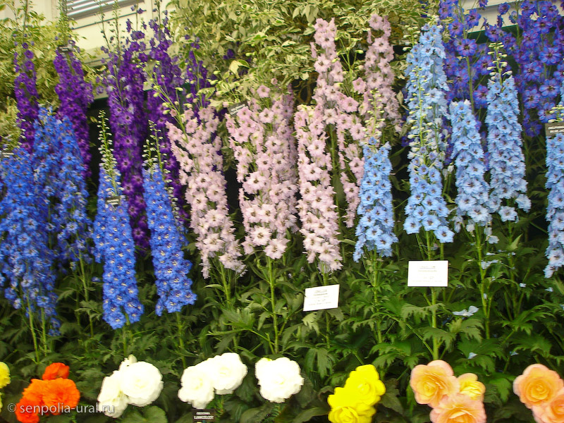 Выставка Челси 2011