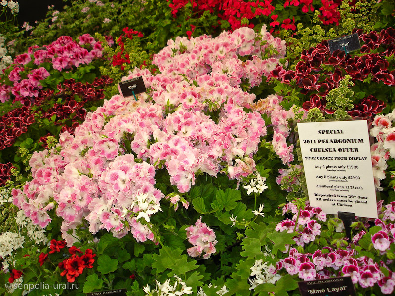 Выставка Челси 2011