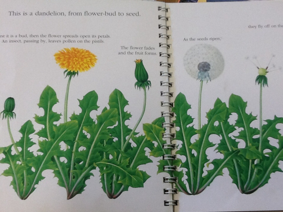 How do flowers grow?