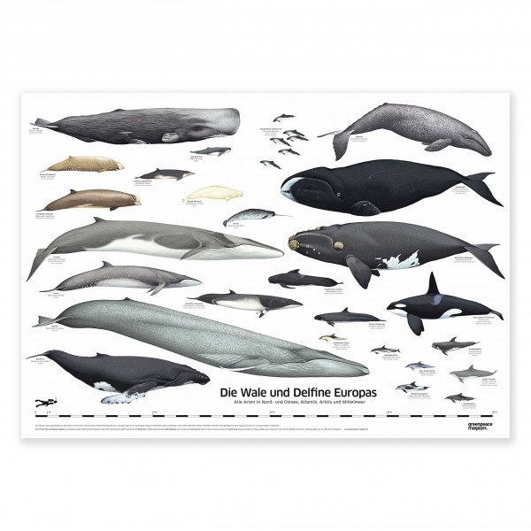 XXL Poster "Wale und Delfine Europas" XXL Poster "Wale und Delfine Europas"