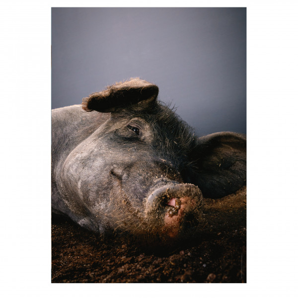 Poster "Saugut" (Schwein)