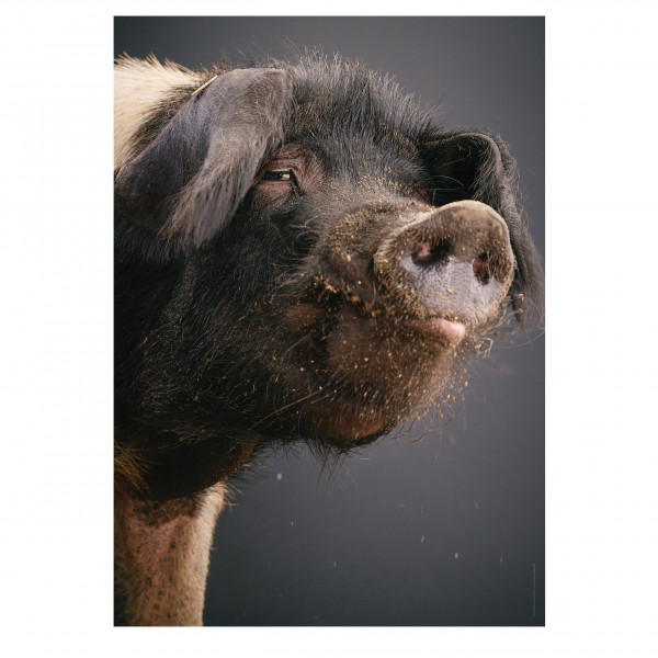 Poster "Saugut" (Piggeldy) Poster "Saugut" (Piggeldy)