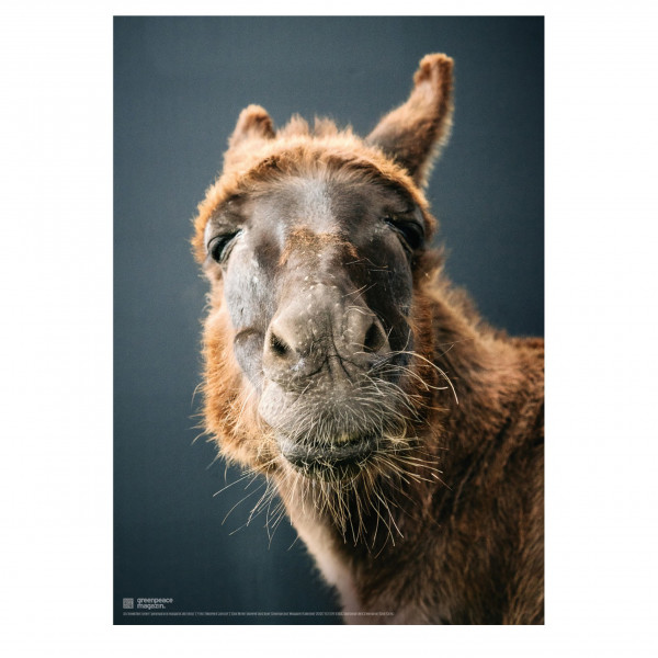 Poster "So ein Esel“ (Que Cera) Poster "So ein Esel“ (Que Cera)