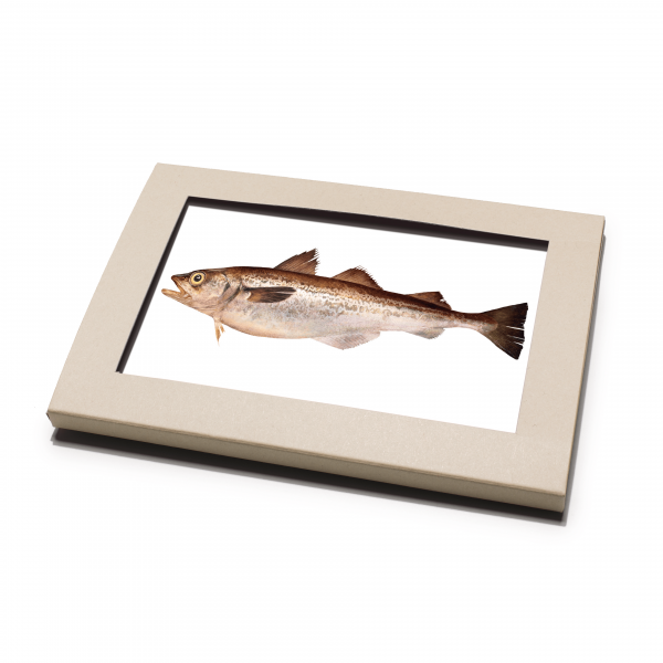 Postkarten-Set Fische Postkarten-Set Fische