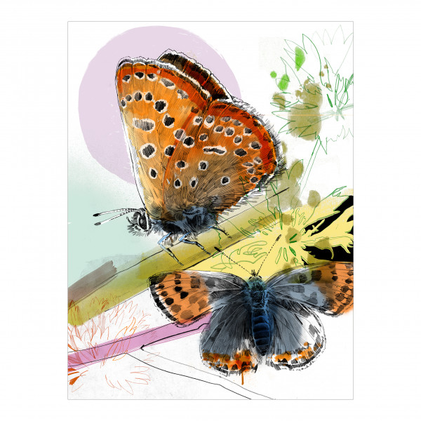 Klappkarten-Set "Magische Insektenwelt" Klappkarten-Set "Magische Insektenwelt"