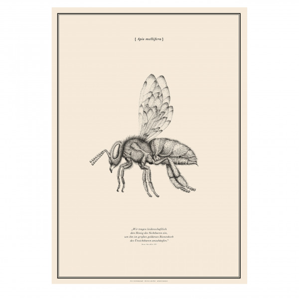 Poster "Apis mellifera" Poster "Apis mellifera"