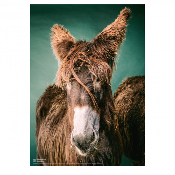Poster "So ein Esel“ (Alli) Poster "So ein Esel“ (Alli)