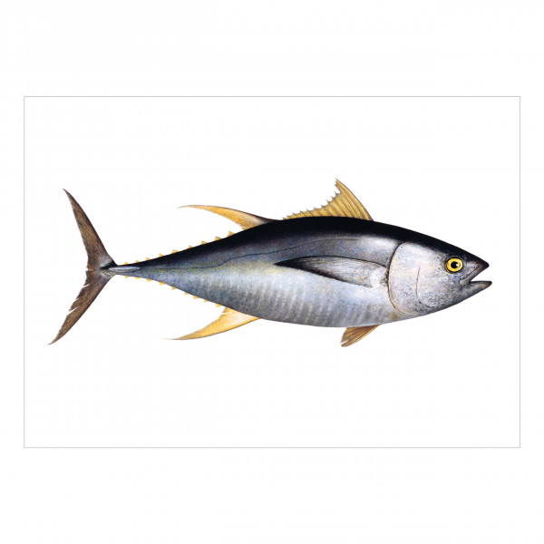 Postkarten-Set Fische Postkarten-Set Fische