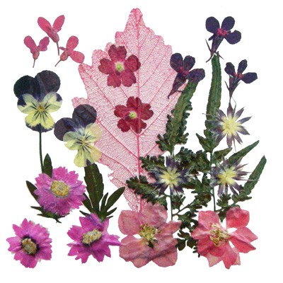 Pressed flowers 1 pack, pansy, lobelia, rodanthe, star flower, verbena, foliage