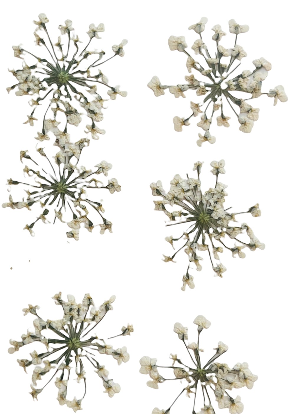 Queen anne's shop lace dried flowers