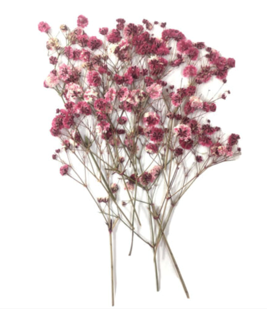 Pressed Flowers Mauve Baby S Breath Gypsophila pcs Floral Art Resin Craft Pressed Flowers Mauve Baby S Breath Gypsophila pcs Floral Art Resin Craft