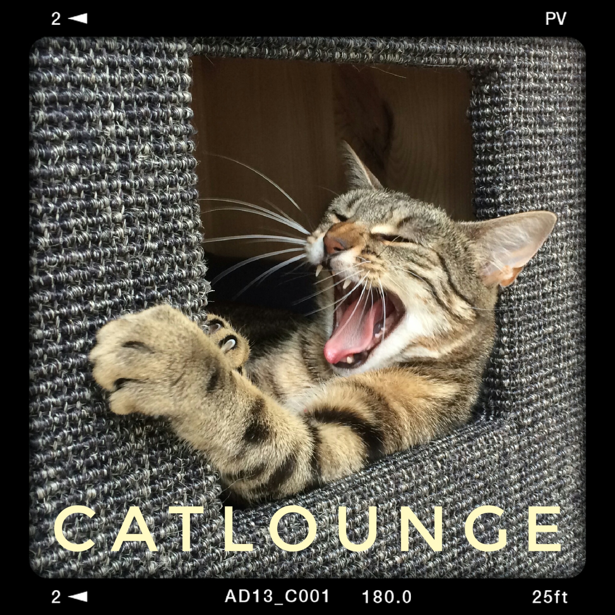 Catlounge, Ringstraße in Waghäusel