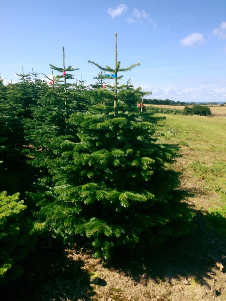Weihnachtsbäume Meßthaler bei Heinzmann Autotechnik Roth, Allersberger Straße in Roth