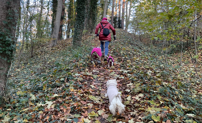 Tamimo Dogs, Reeseberg in Hamburg