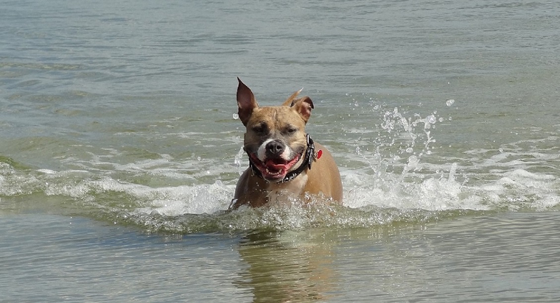 Animalsfriend, Siemensstr. in Berlin