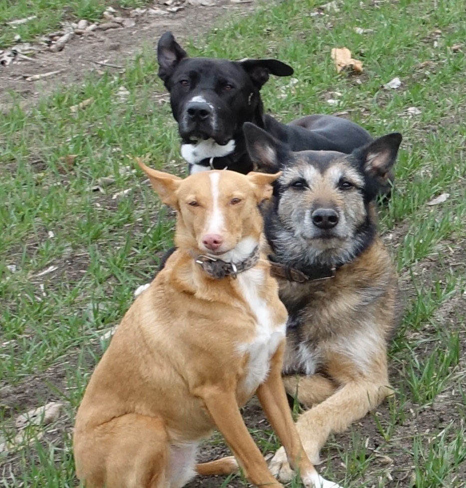 Animalsfriend, Siemensstr. in Berlin